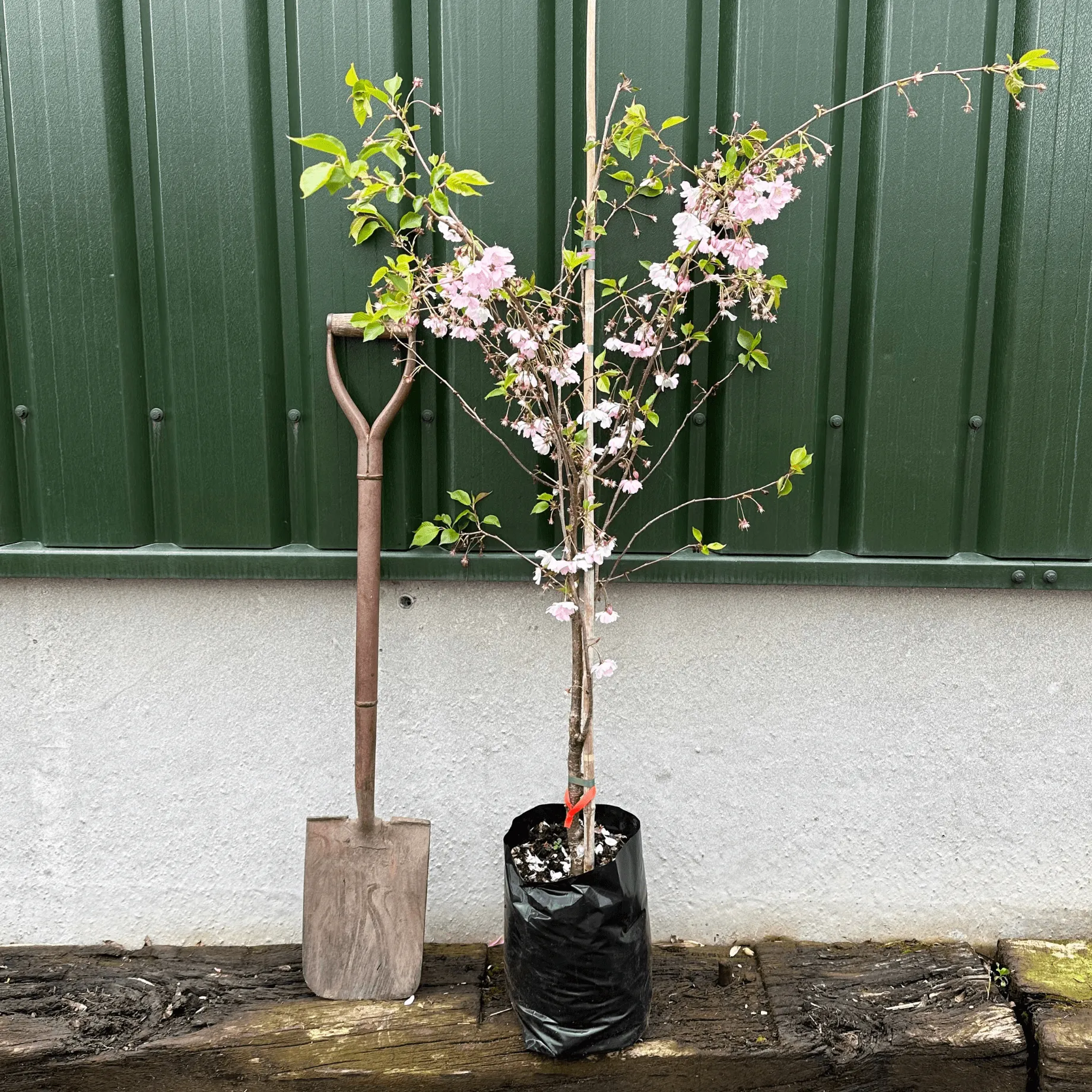 Early Flowering Cherry Blossom Tree | Prunus persicoides 'Spring Glow'